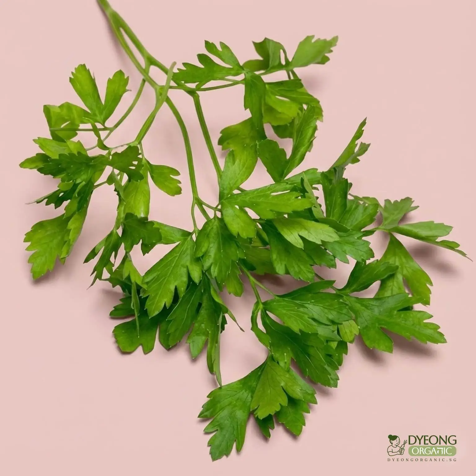 Organic Herbs - Coriander (25g) Australia