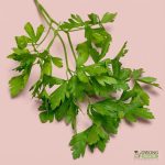Organic Herbs - Parsley, Flat (25g) Australia