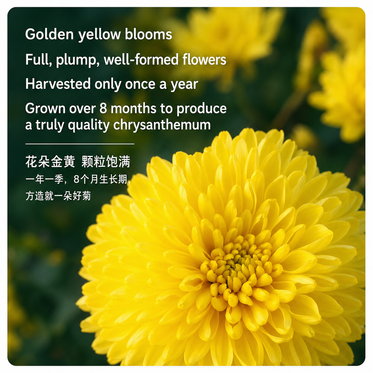 YellowBox05